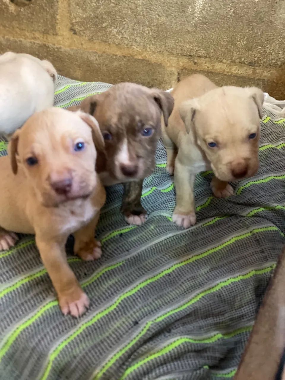 Vendo filhotes de American bully e pitbull  - Foto 5
