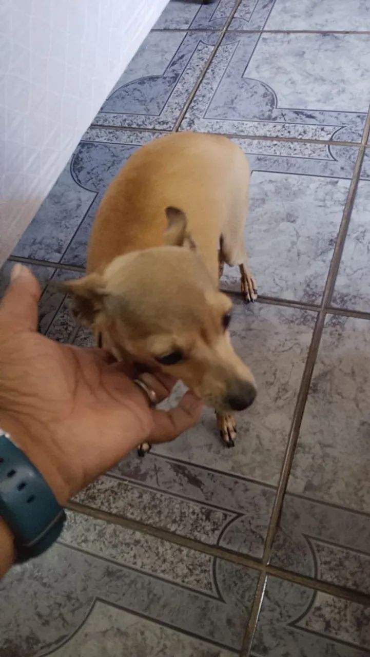 Pinscher  - Foto 2