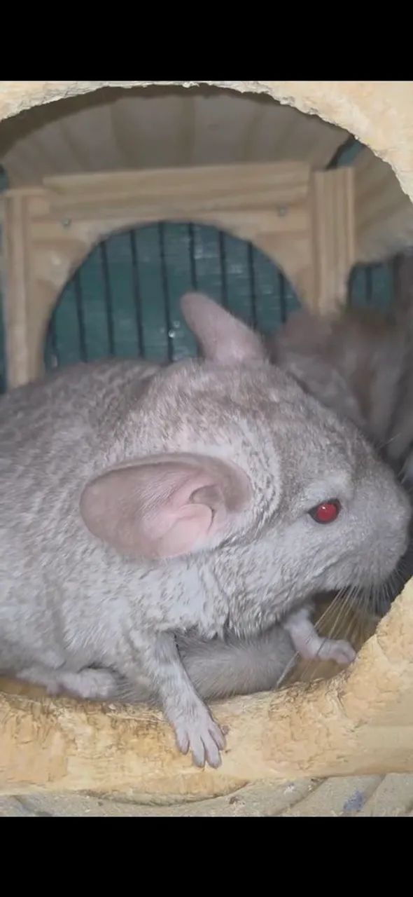 Chinchila macho - Foto 4