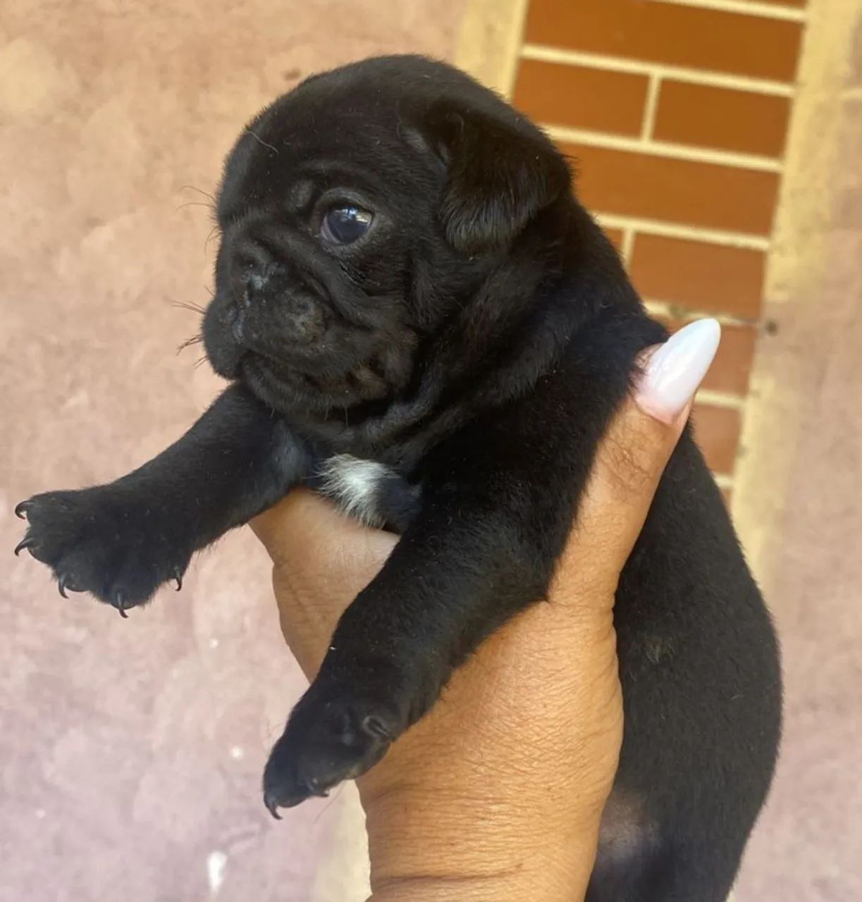 Filhotes machos e femeas pug pretos e abricot - Foto 3