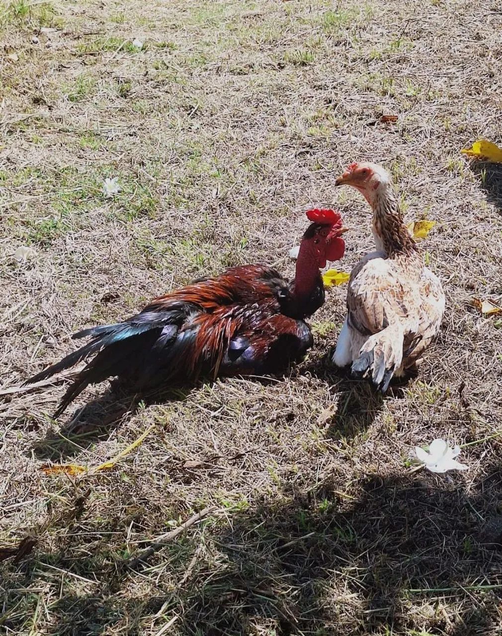 Casa de aves  - Foto 2