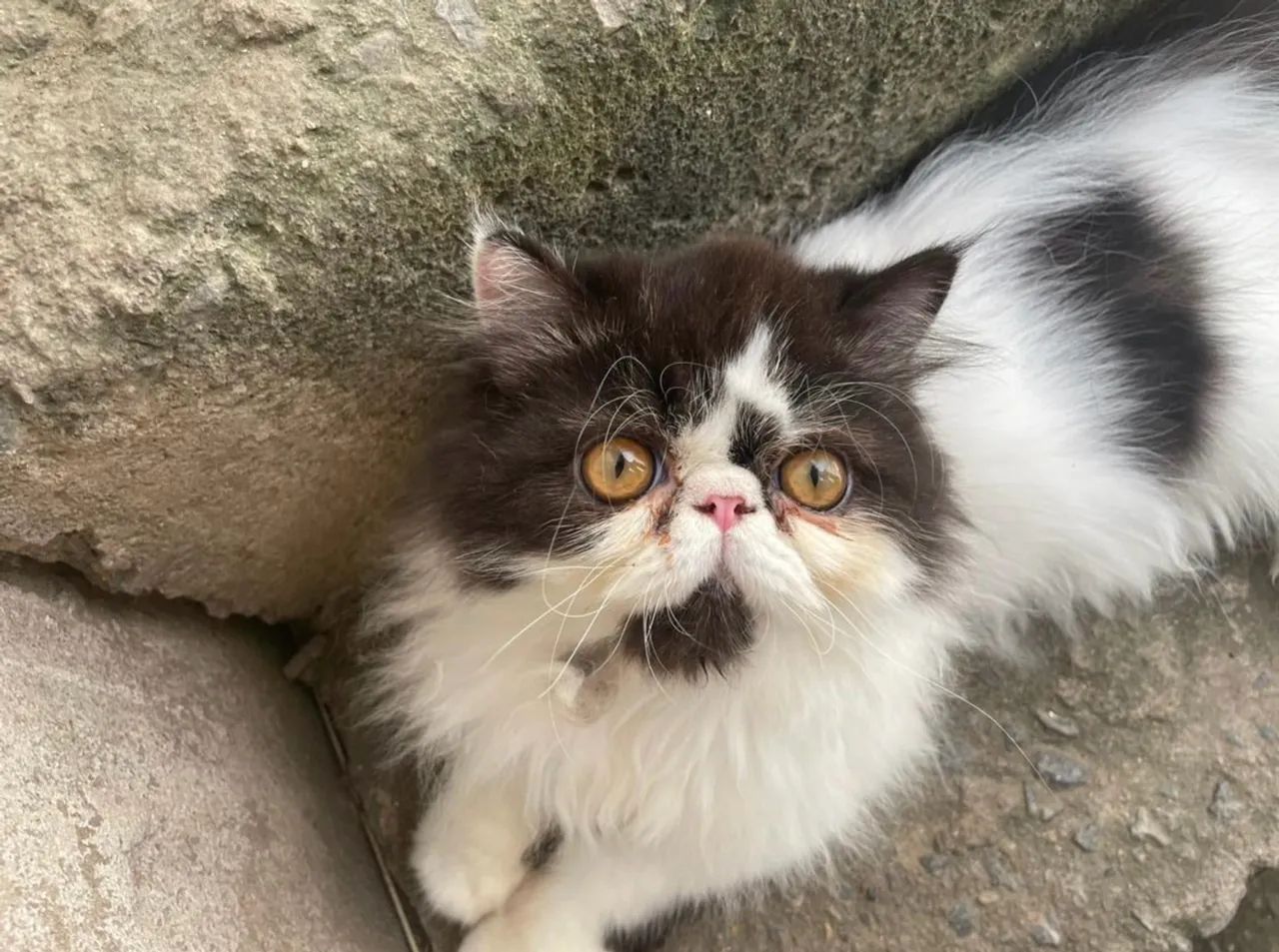 Gato persa