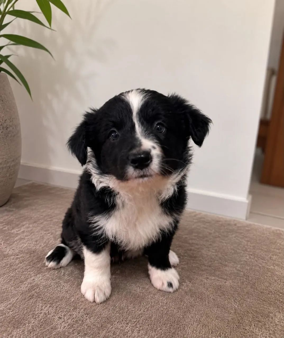 Cachorro Border collie  - Foto 3