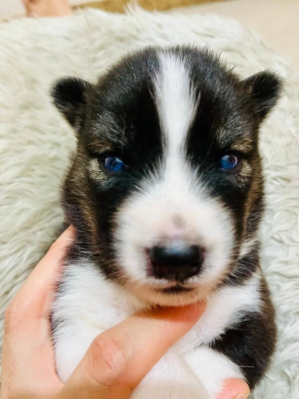 Filhotes Husky Siberiano Originais Pedigree Vacinados Vermifugados - Foto 3