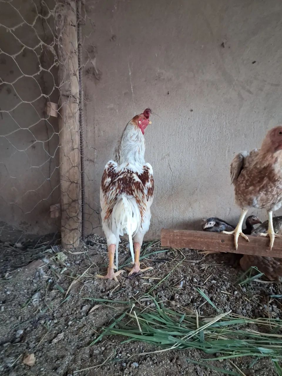 Galo  - Foto 2