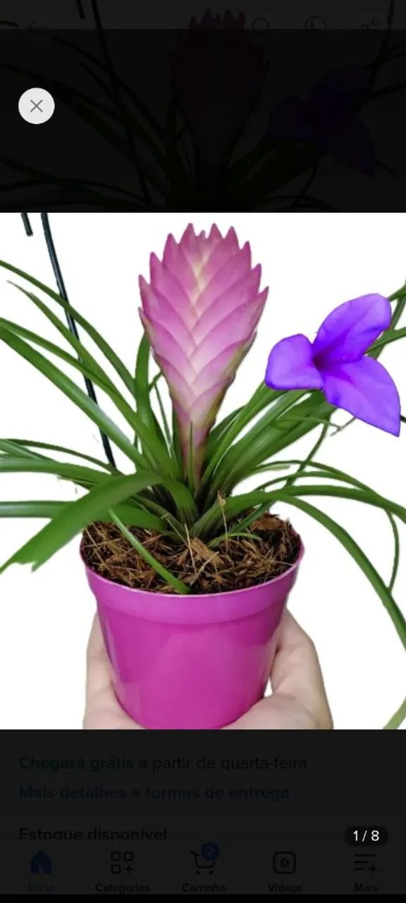 Sementes e plantas  - Foto 5