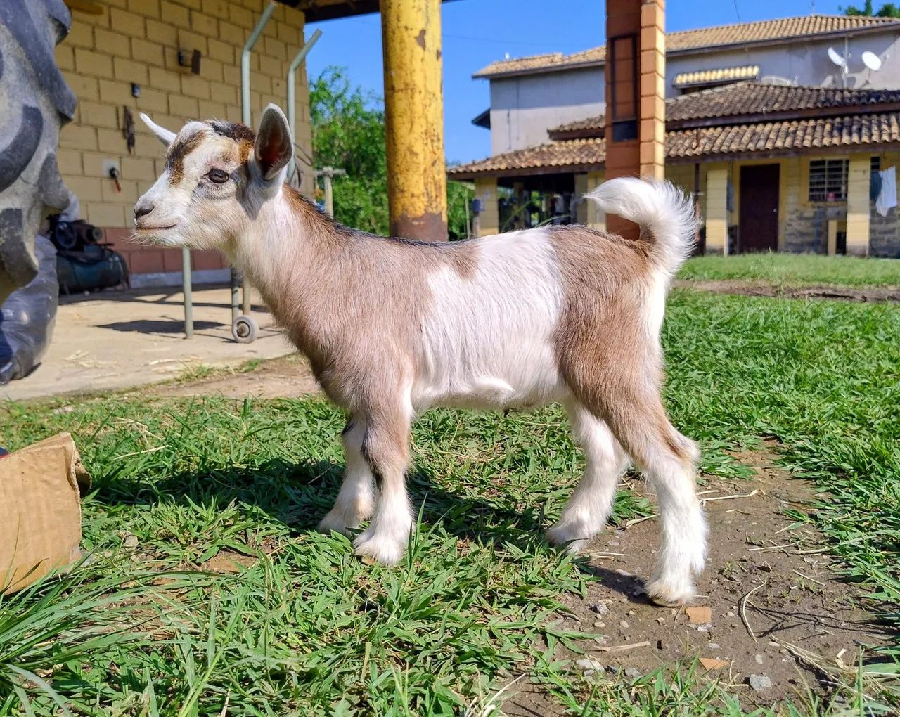 Mini Cabra - Foto 3