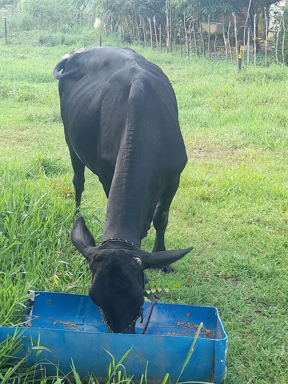 Vaca pra vender 