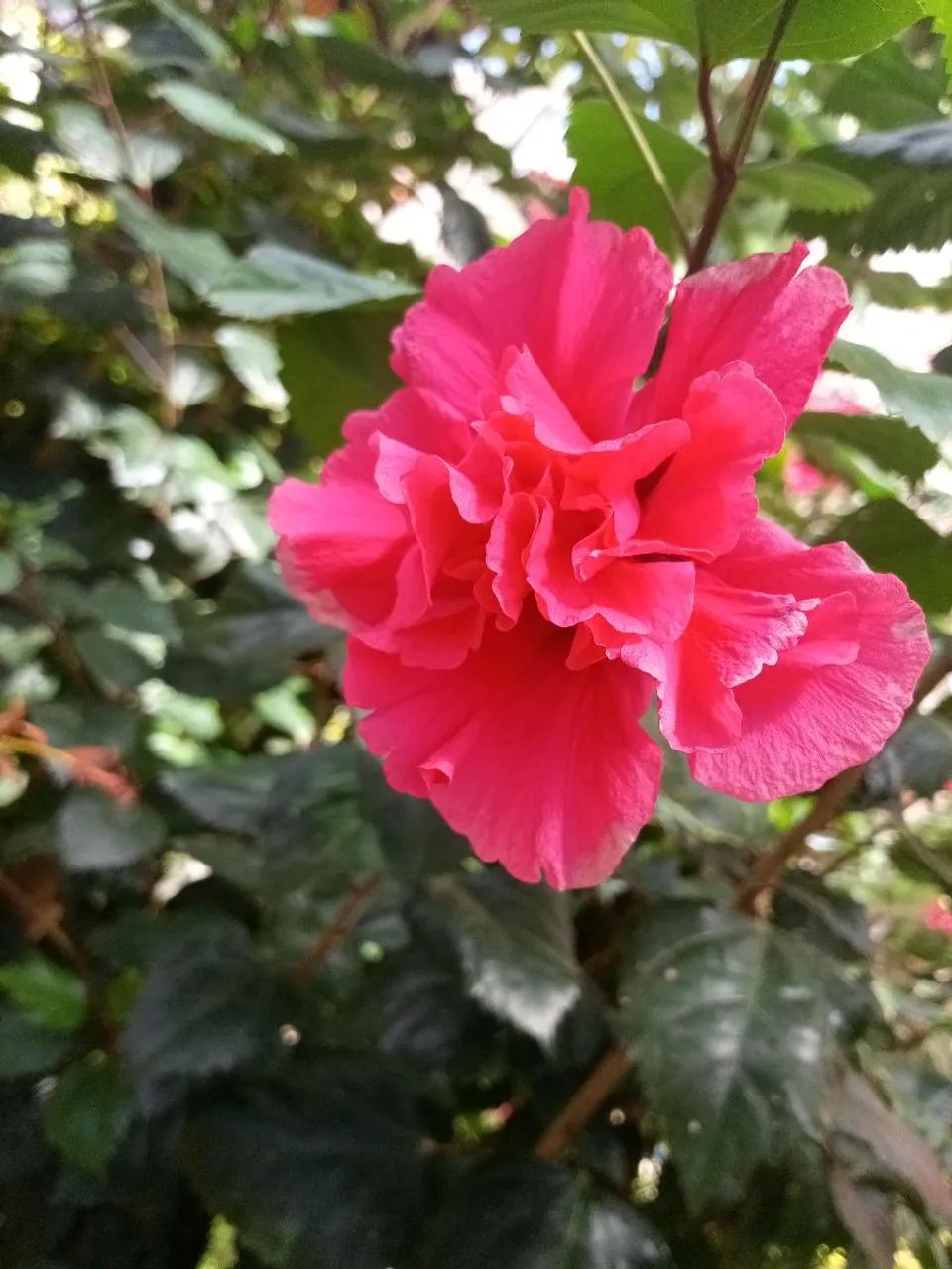 Muda de hibisco  - Foto 5