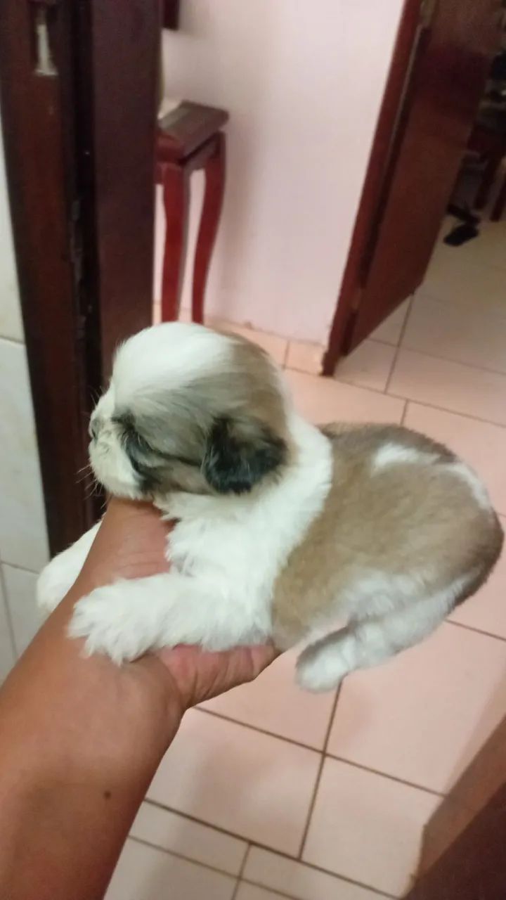 Shitzu micro 