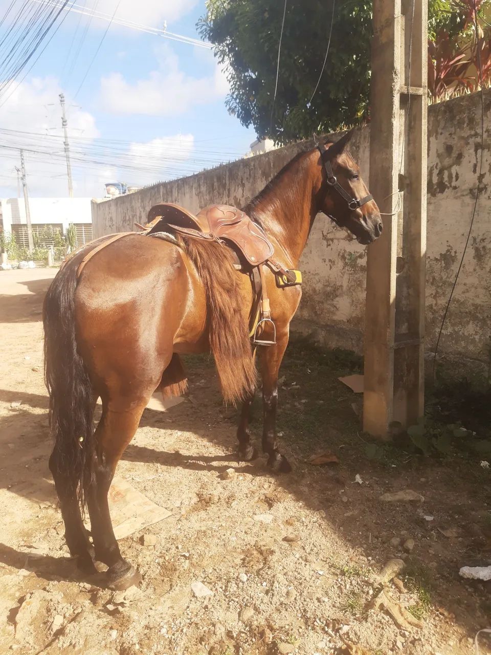 vendo o negão da paixão 