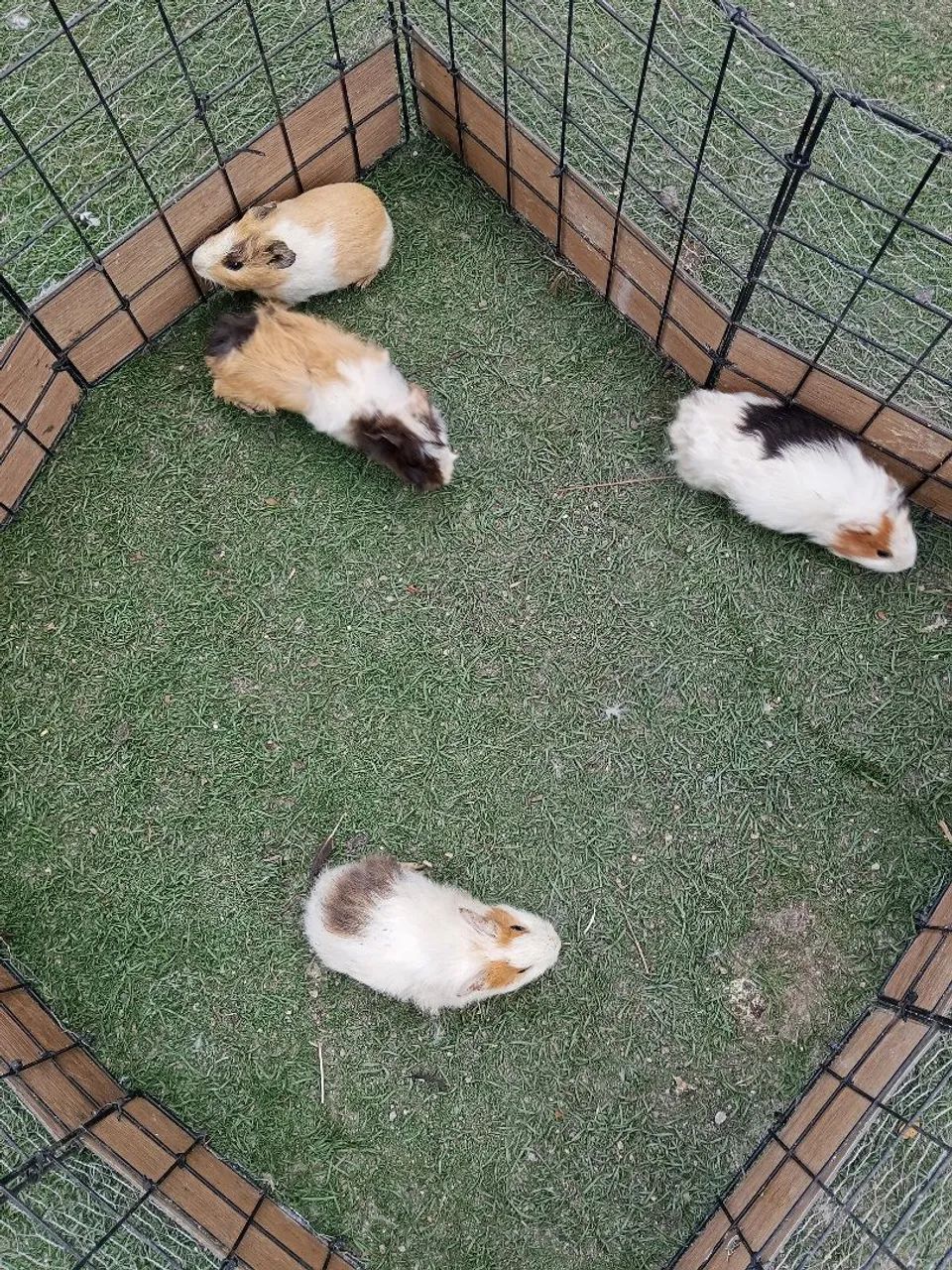 Coelho Teddy e porquinhos  - Foto 4