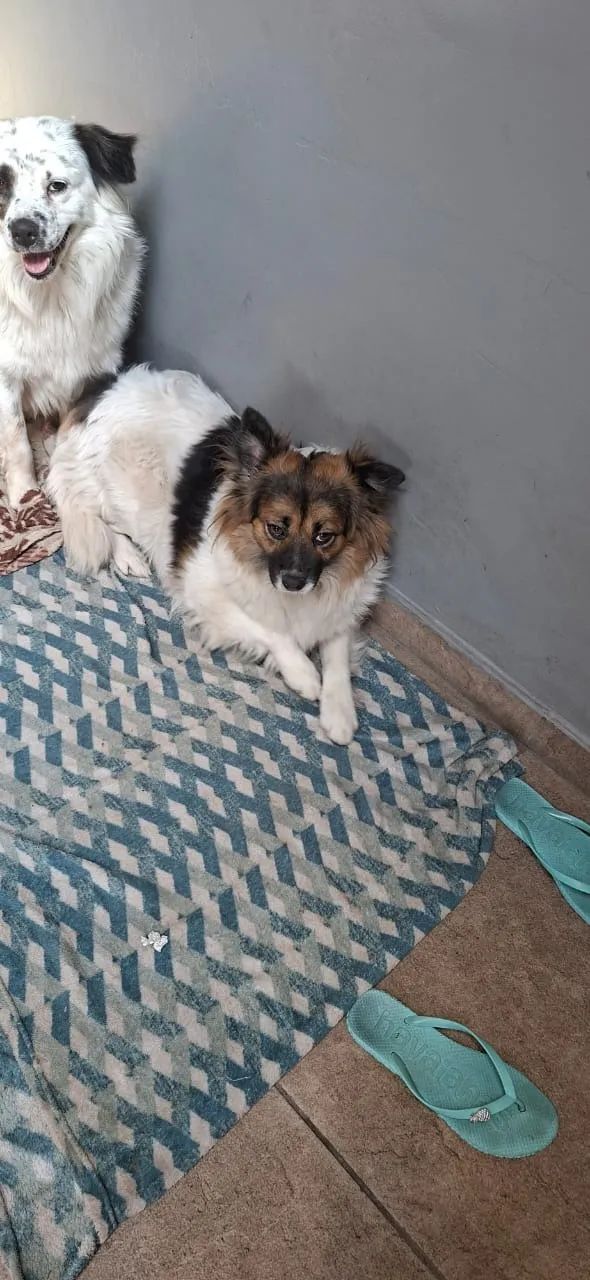 Cachorro - Foto 3