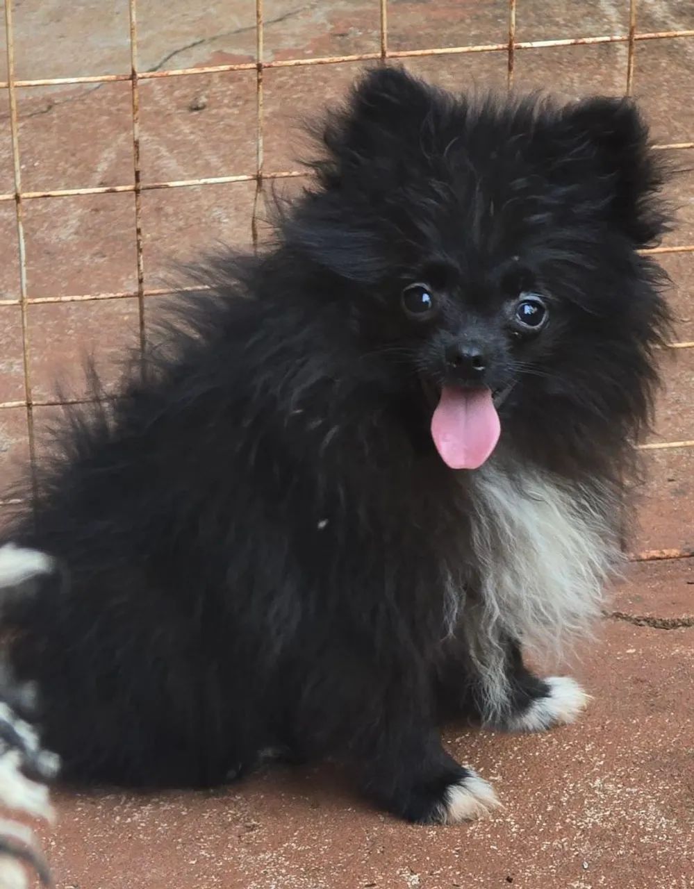 Spitz alemão machinho  - Foto 3