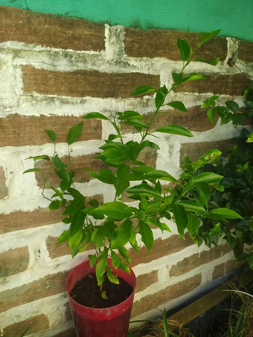 Muda de bergamoteira com 50 cm altura  - Foto 4