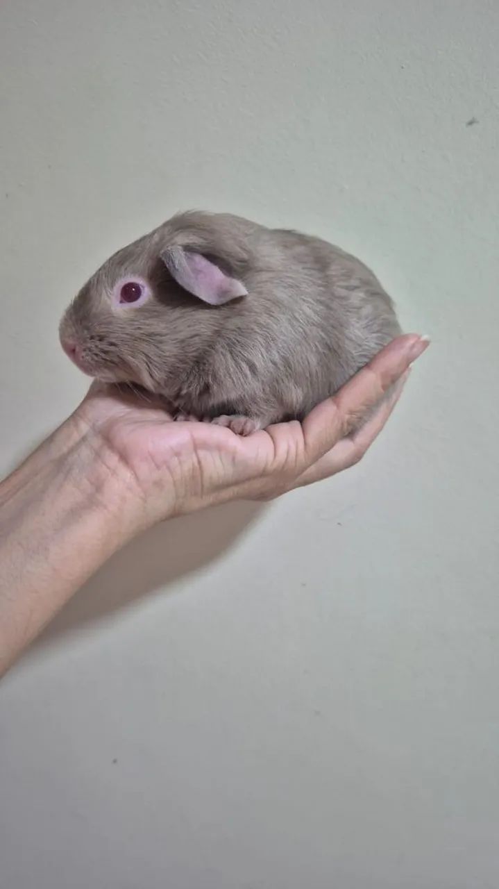 Porquinho da Índia Importado - Foto 3