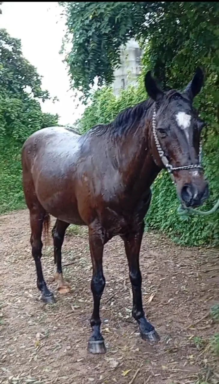 Cavalo de direita exames em diad - Foto 2