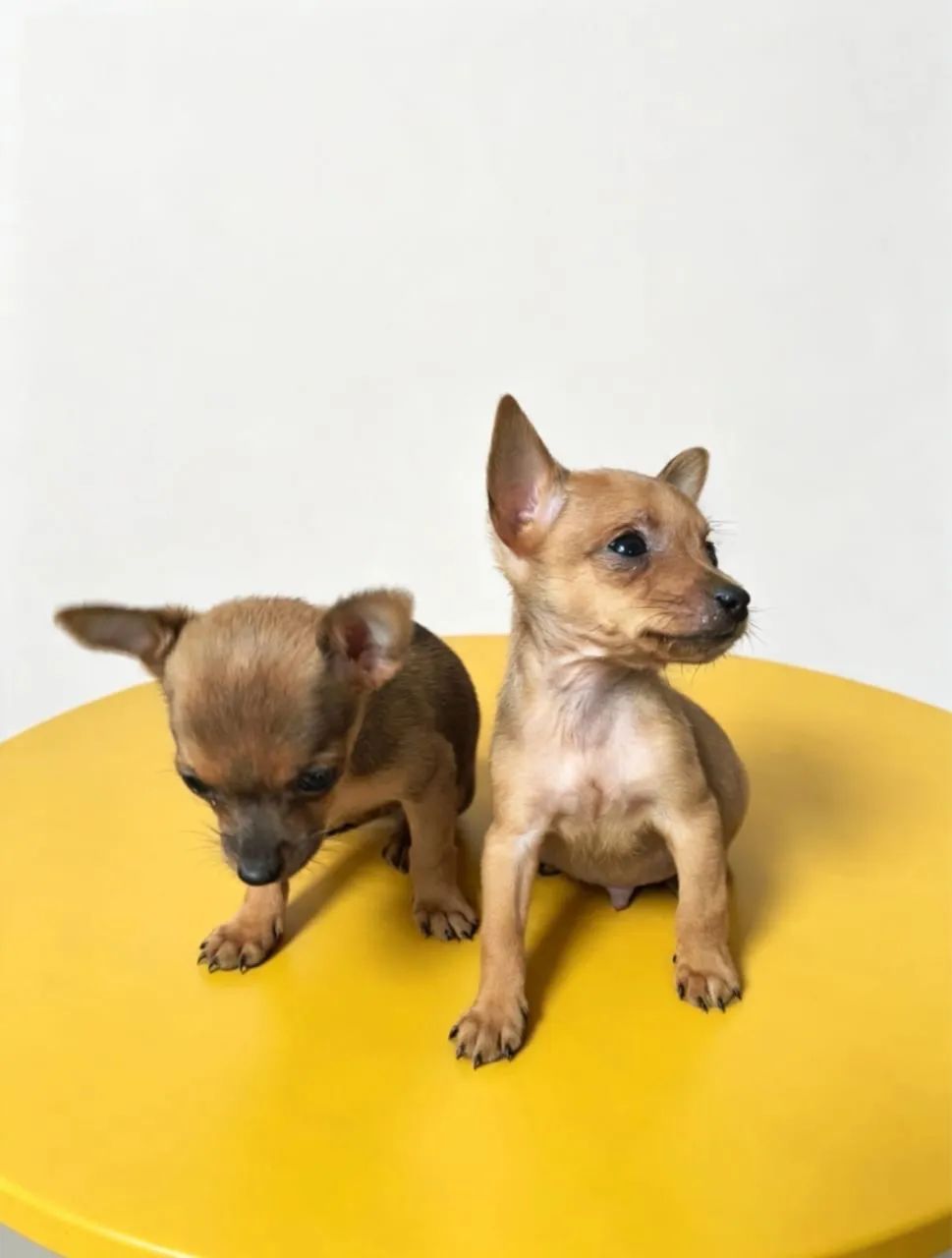 Pinscher macho 