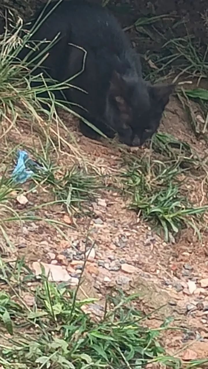 Gatinhos para doar - Foto 4