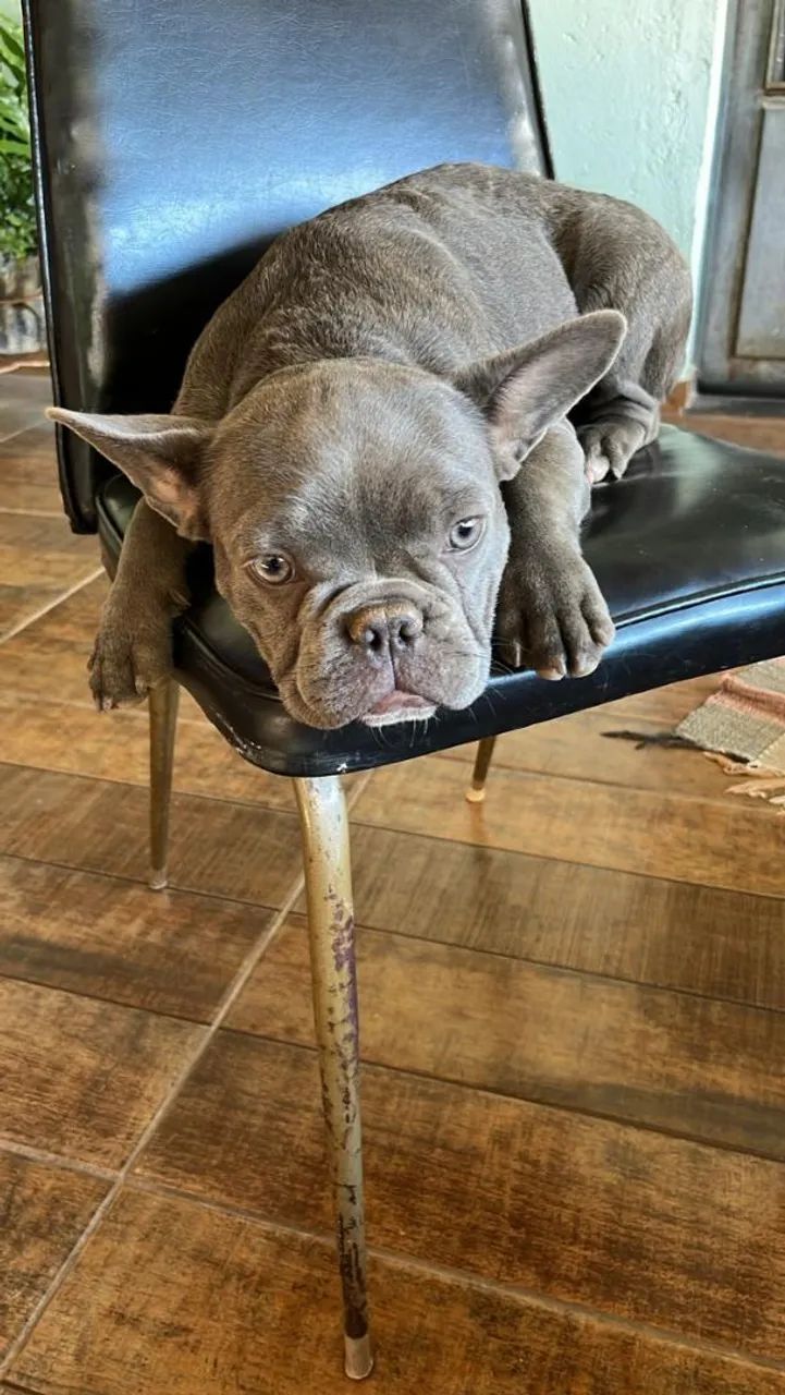 Bulldog francês - Foto 5