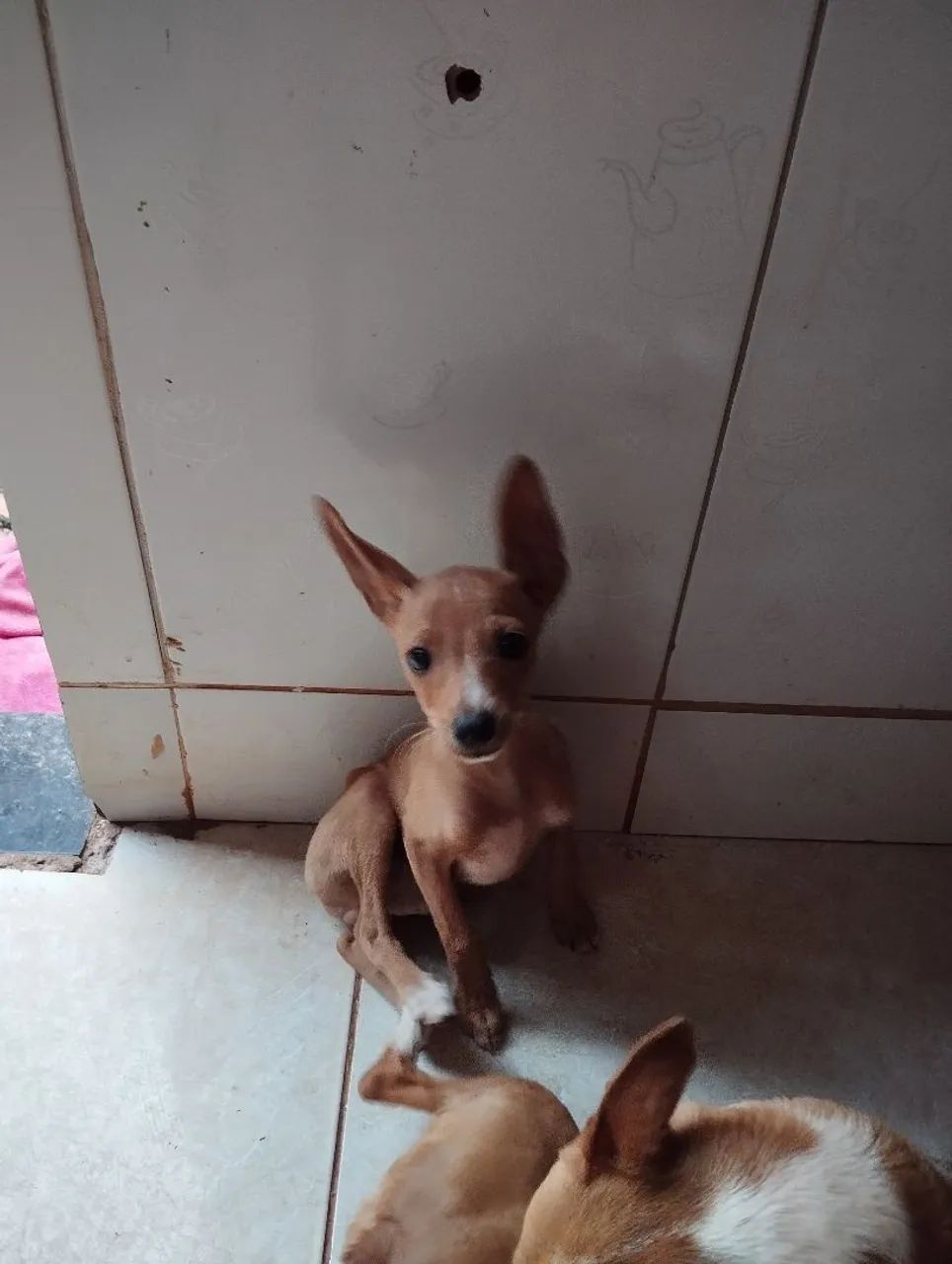 Filhote pinscher 