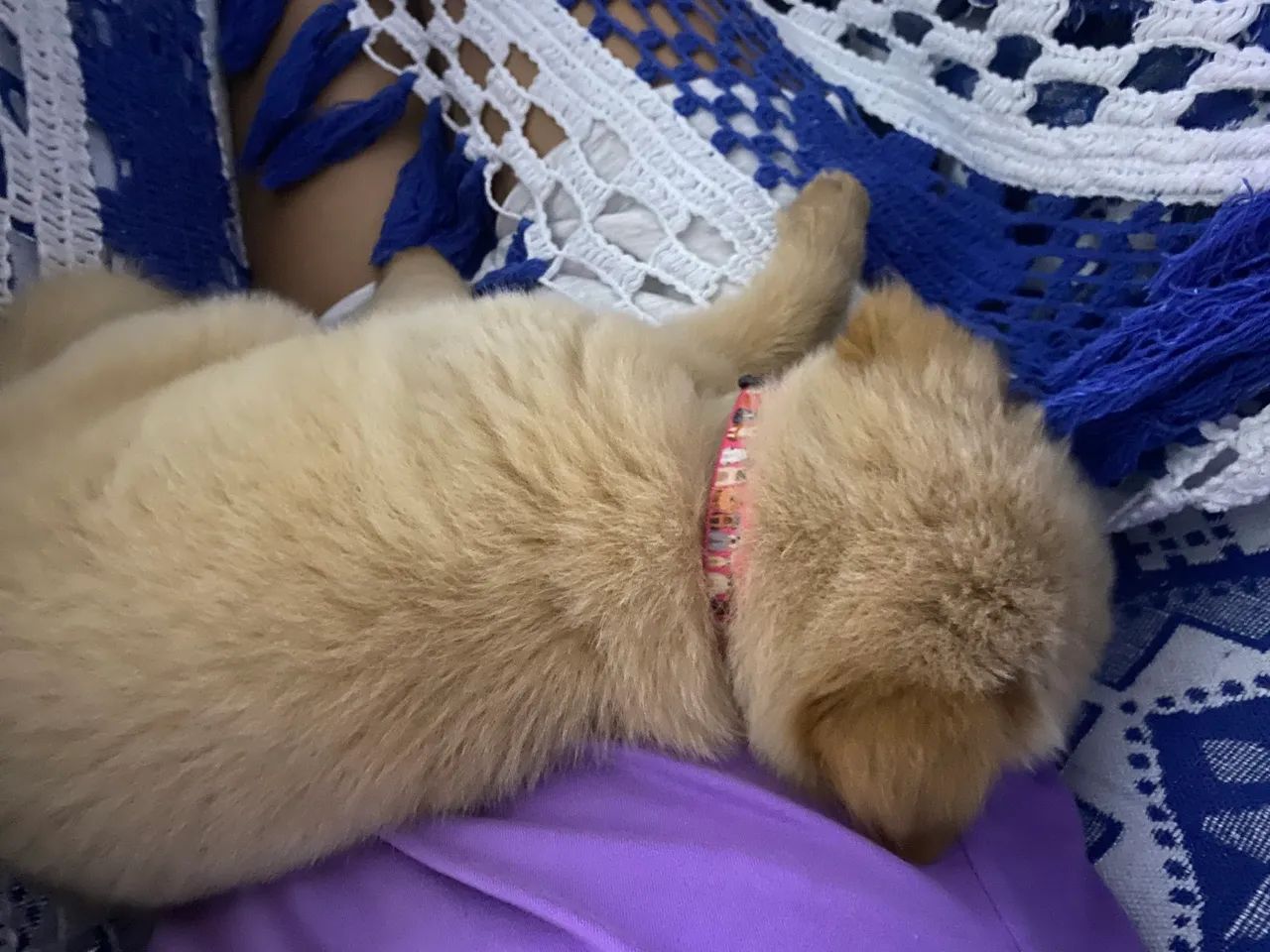 Filhote de Chow Chow - Foto 4
