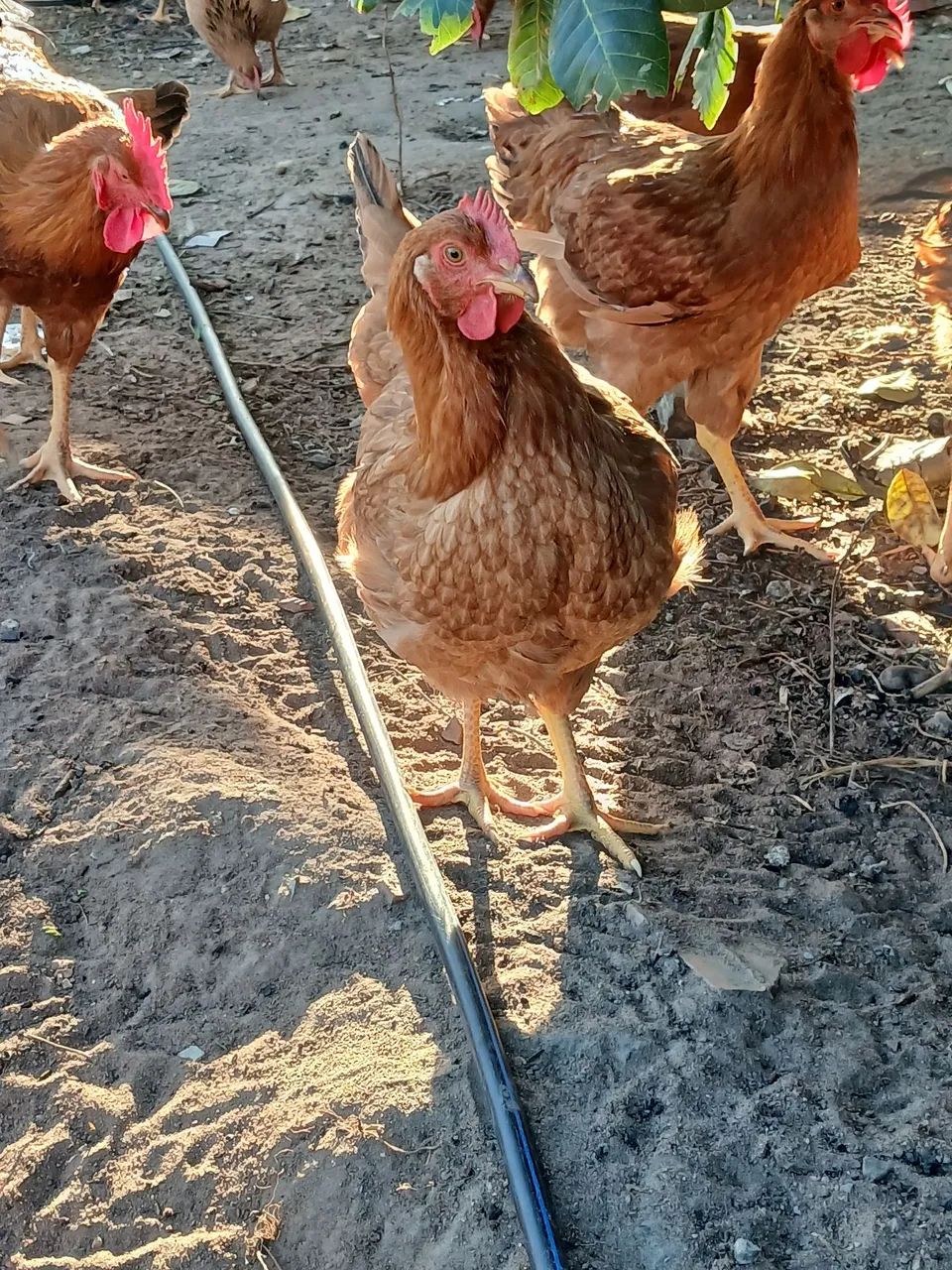 Galinha caipira a venda - Foto 3