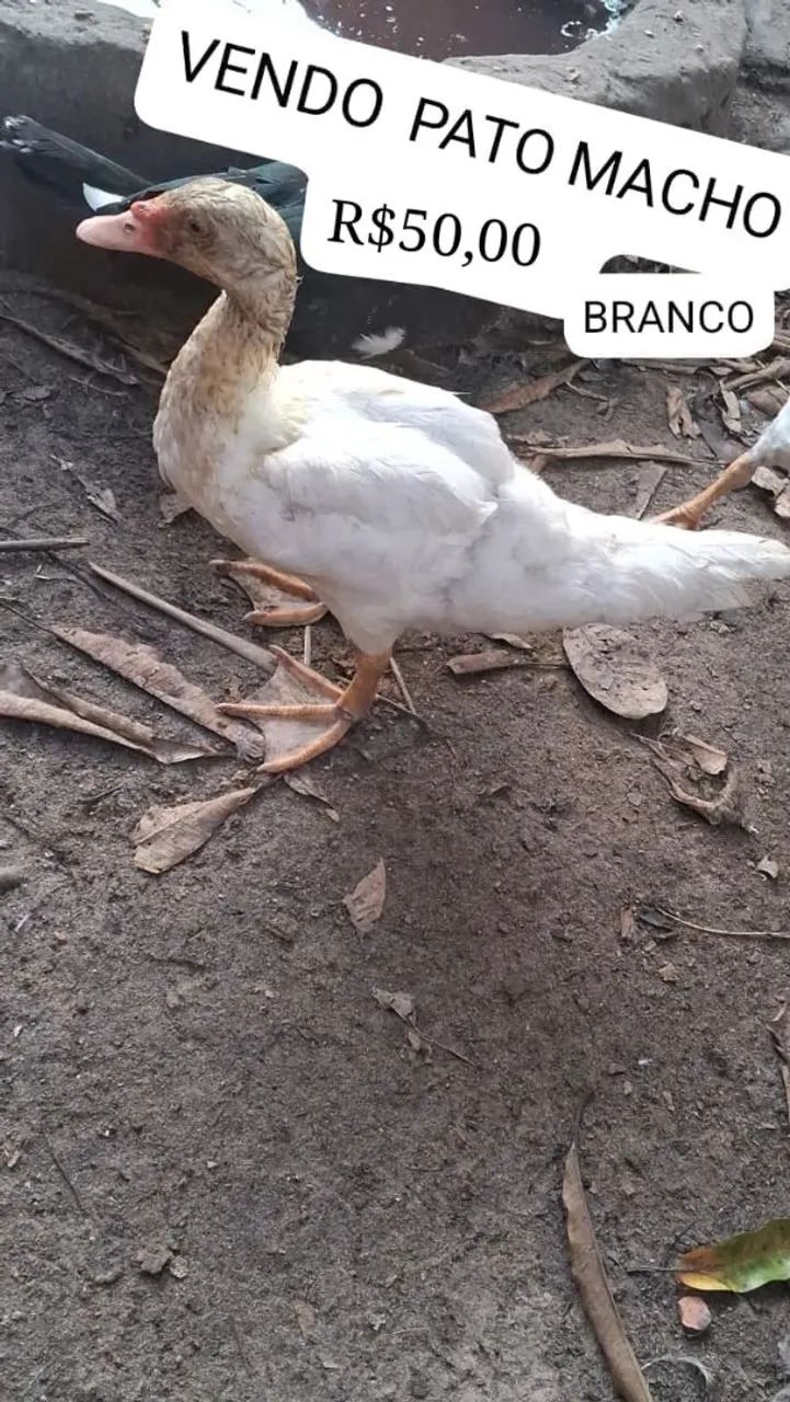 VENDO PATOS MACHO E FÊMEA  - Foto 4