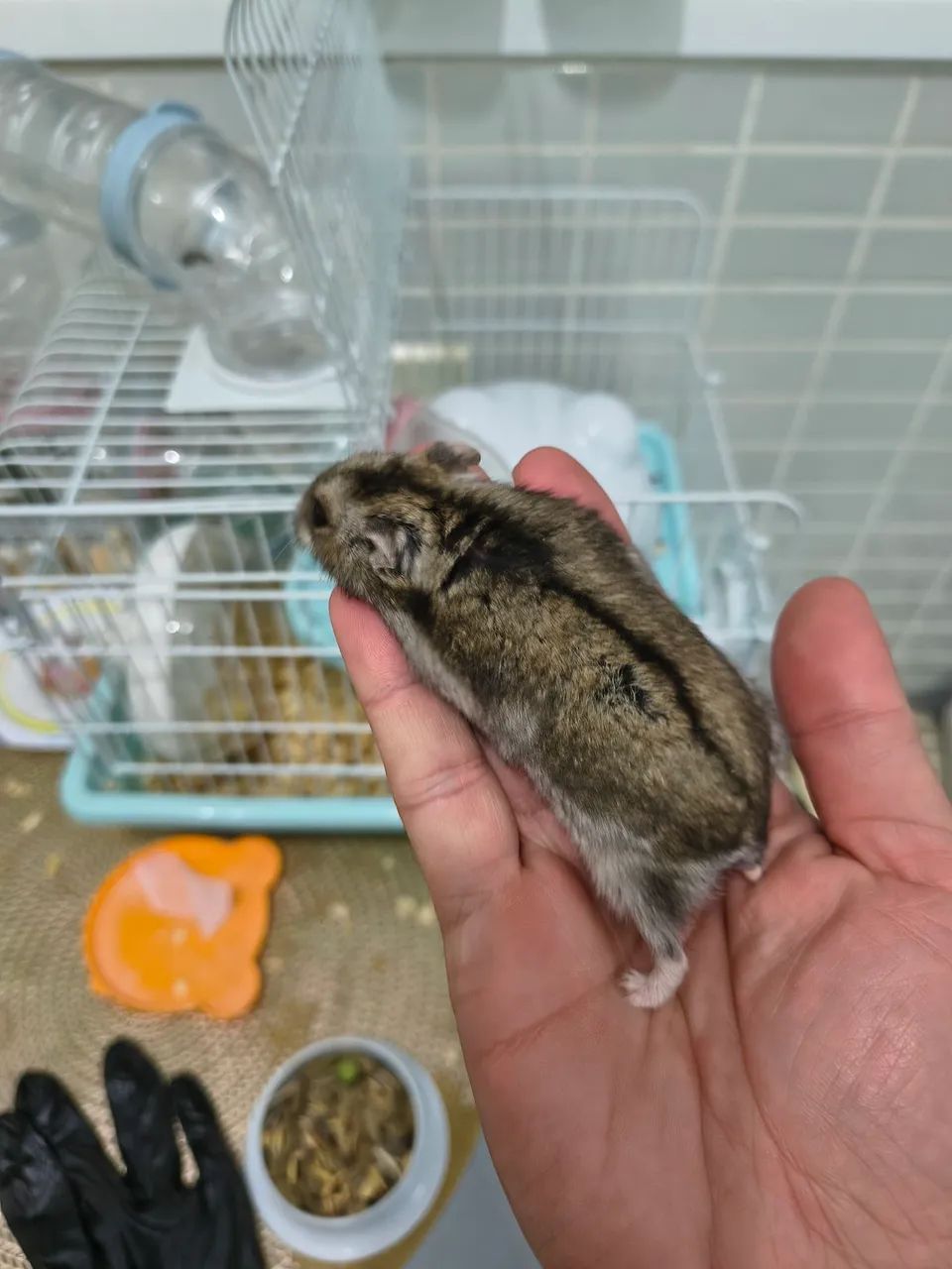 Gaiola com Hamster - Foto 5
