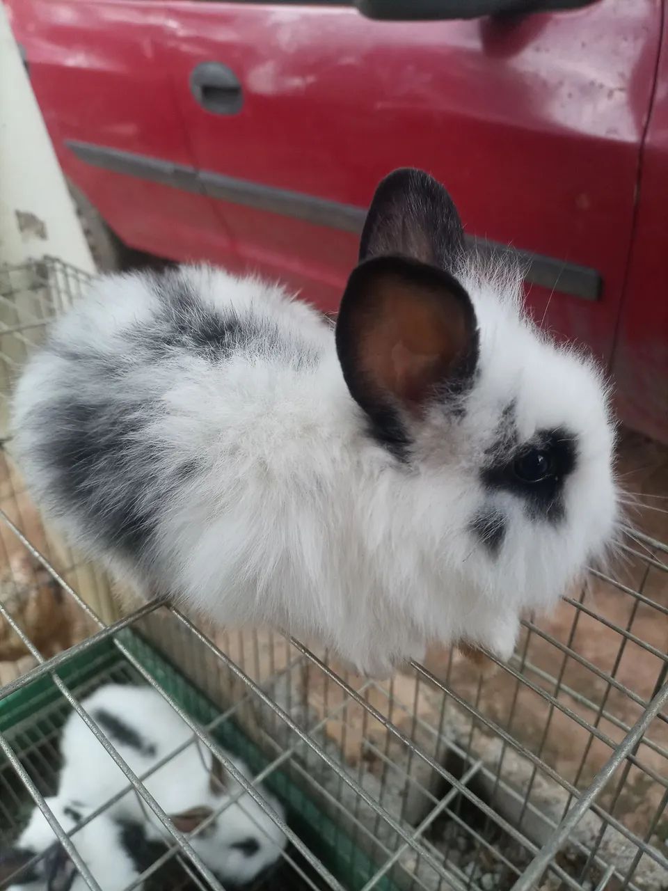 Coelho mini laon  - Foto 3