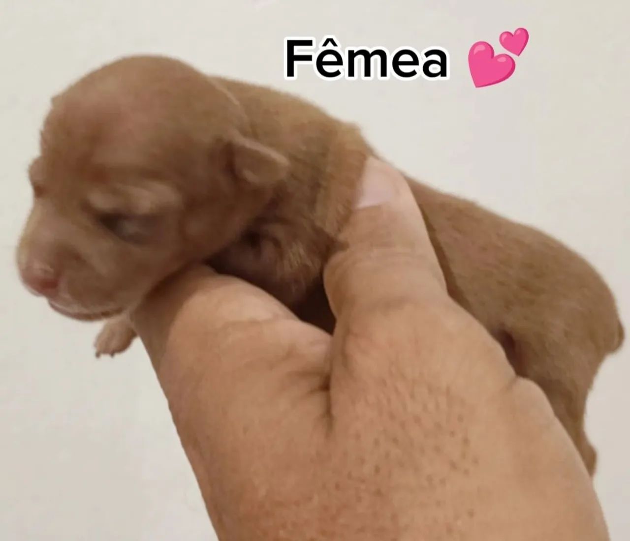 Pinscher miniaturas