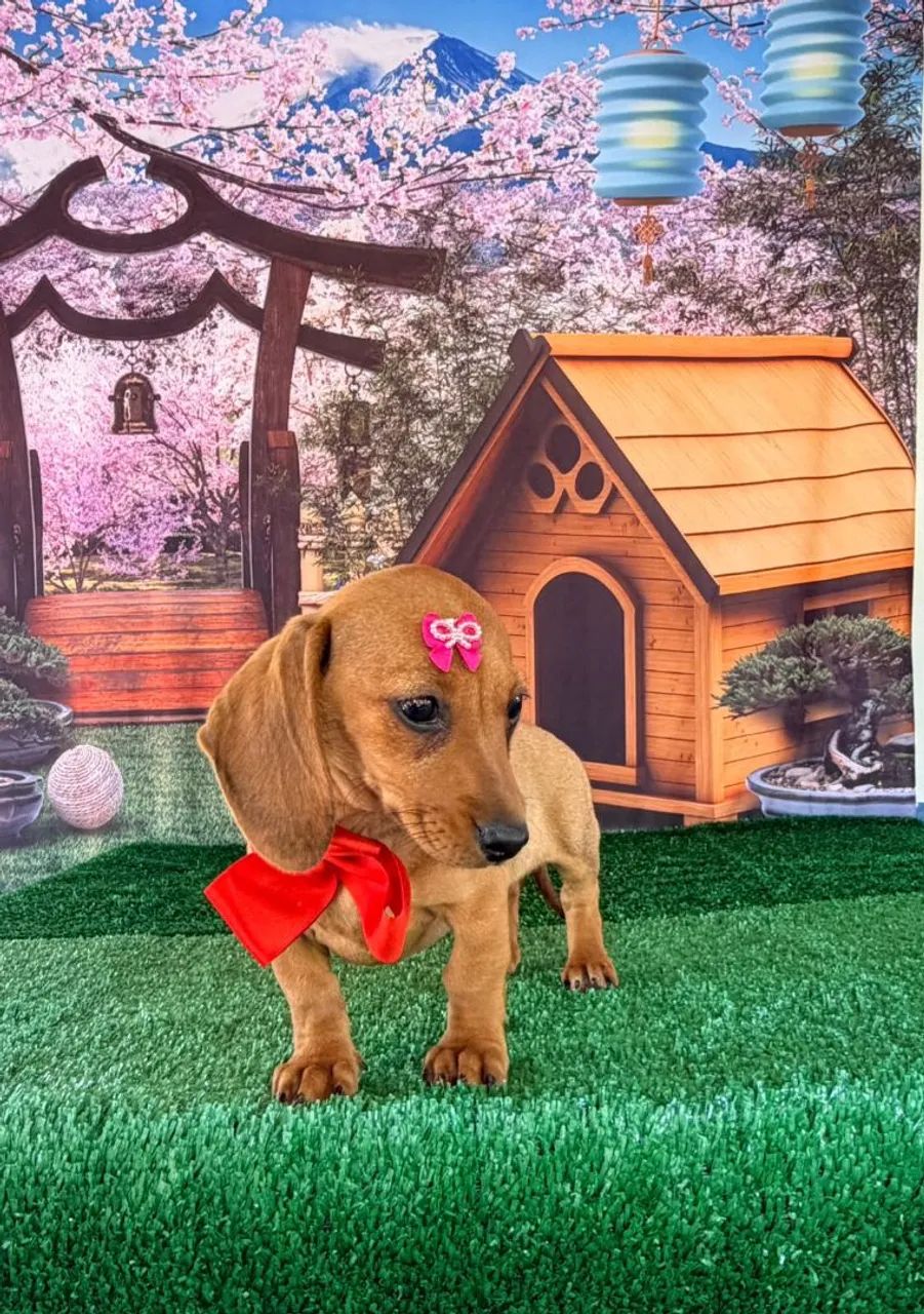Dachshund filhotes  - Foto 5