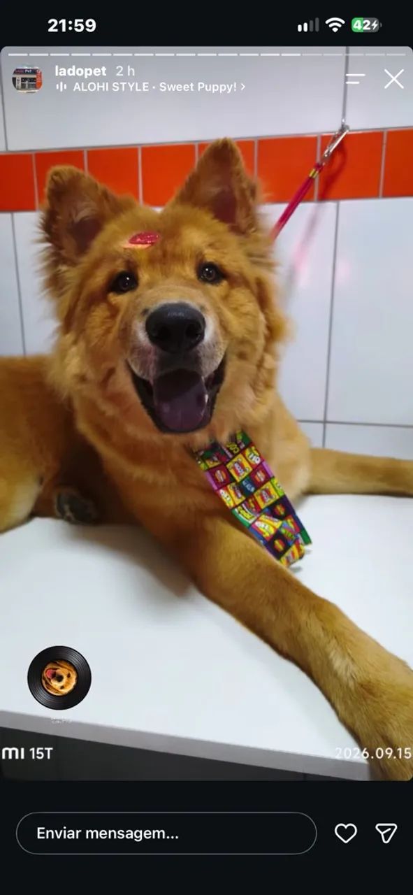 Cachorro Husky com Chow-Chow - Foto 3