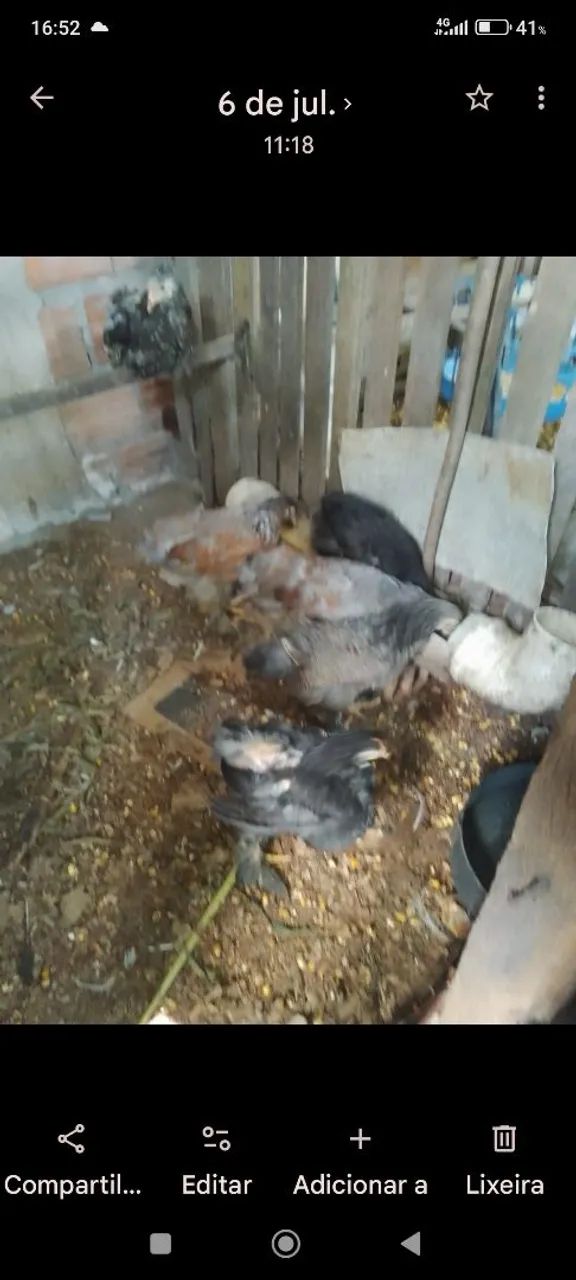 5 pintos com 2 meses e meio raça bhrama 