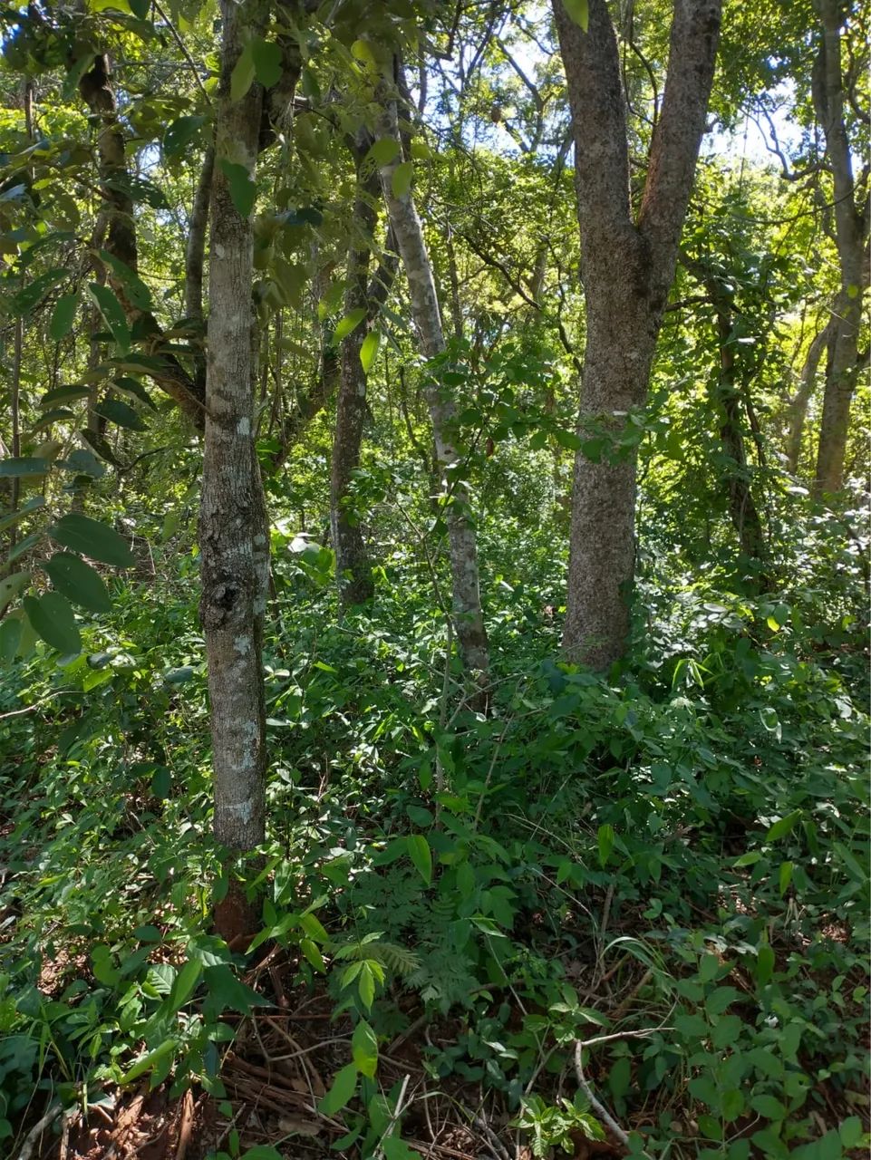 Chácara a venda - Parcelado ou a vista - Foto 3