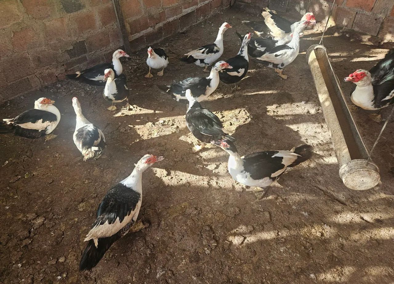 Aves - Foto 2