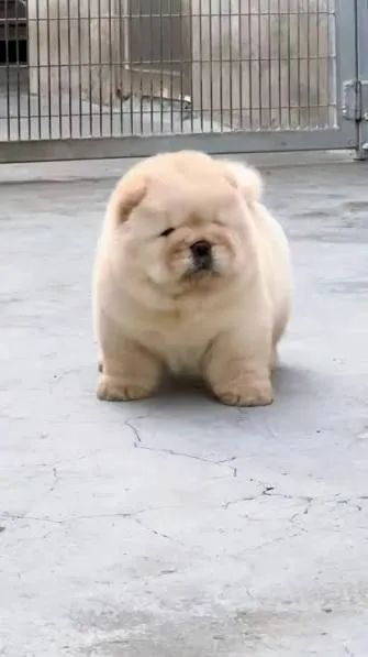 Chow Chow filhotes 