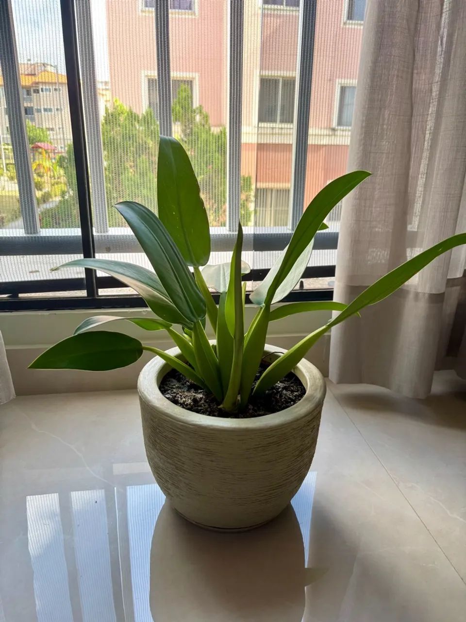 Planta Pacová