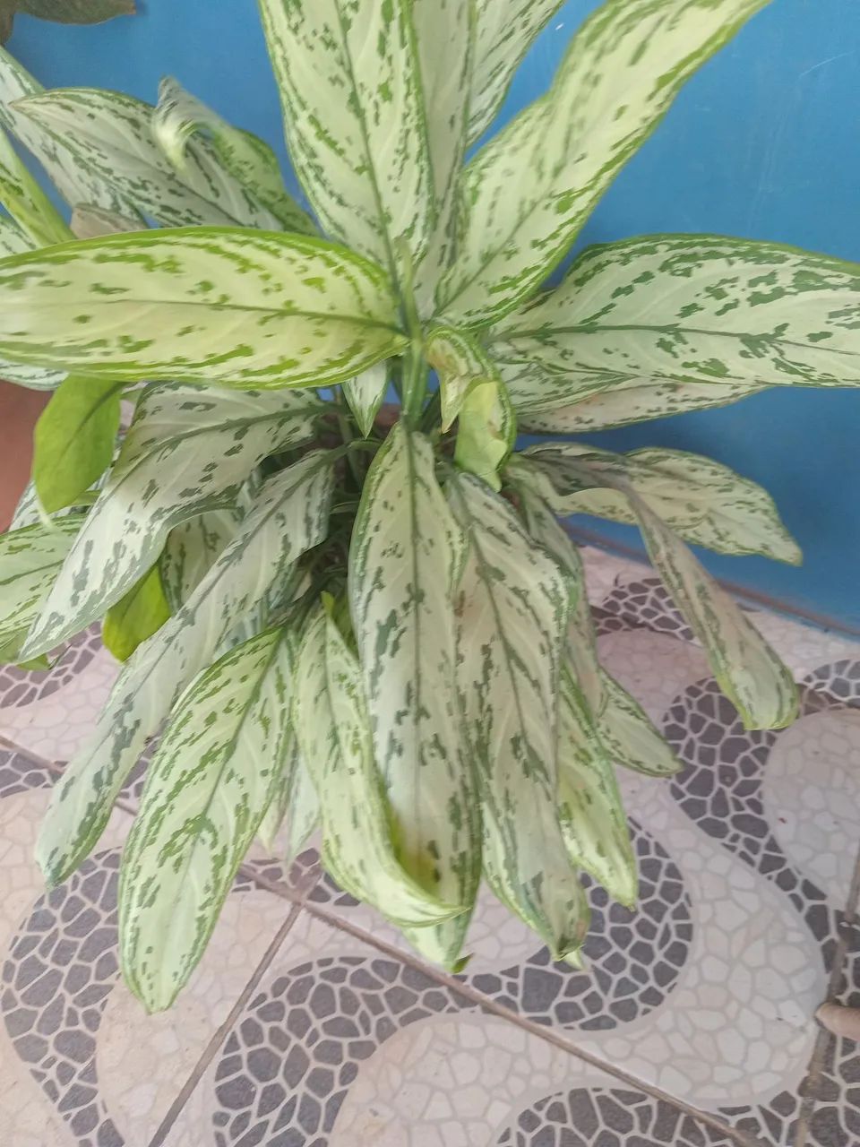 Plantas 