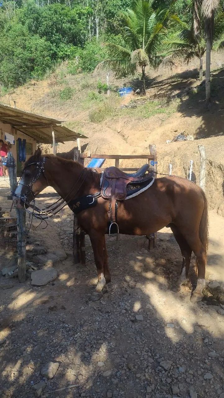Cavalo Alazão de Passada