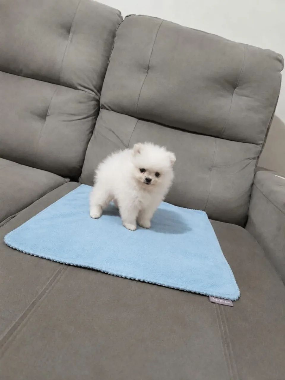 Lulu mini