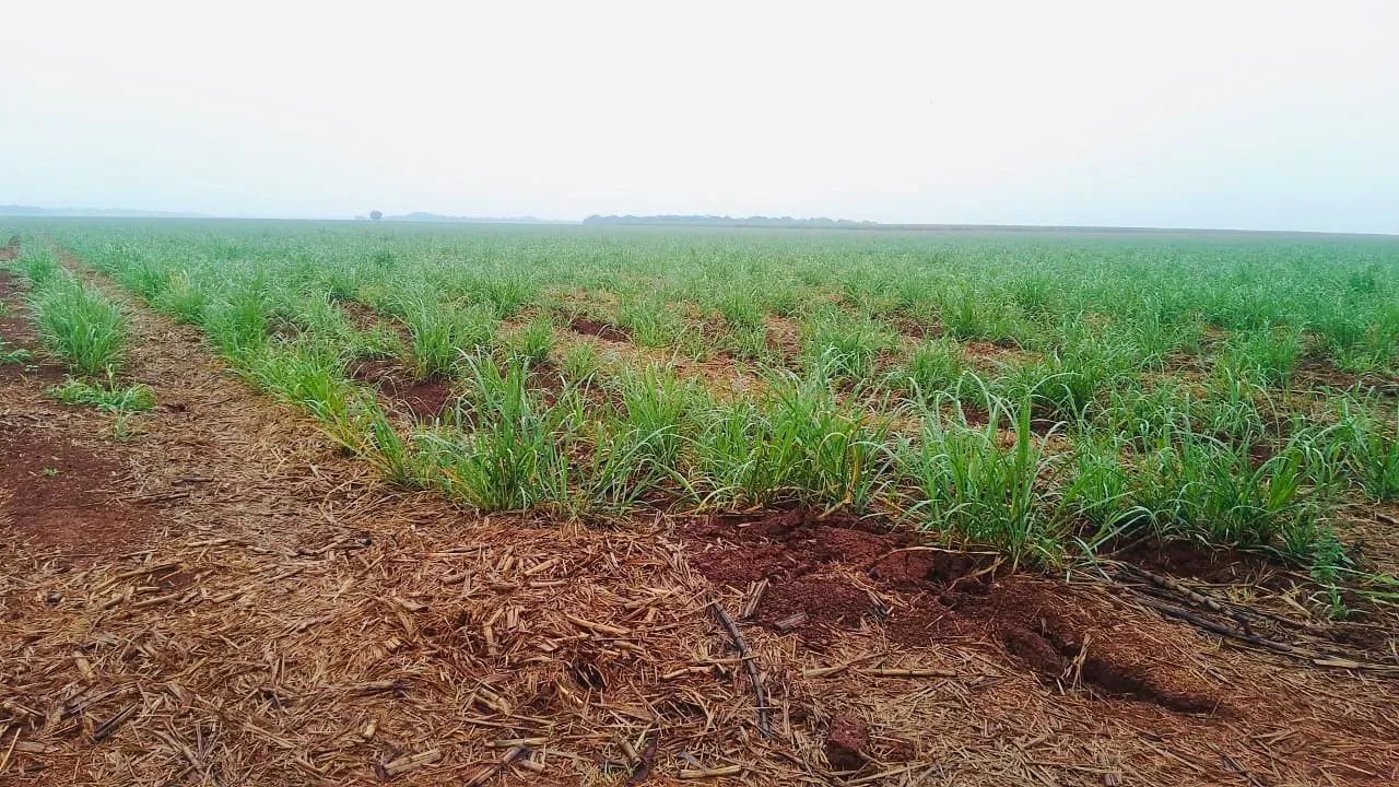 Fazenda de cana 1+3 pagamentos 