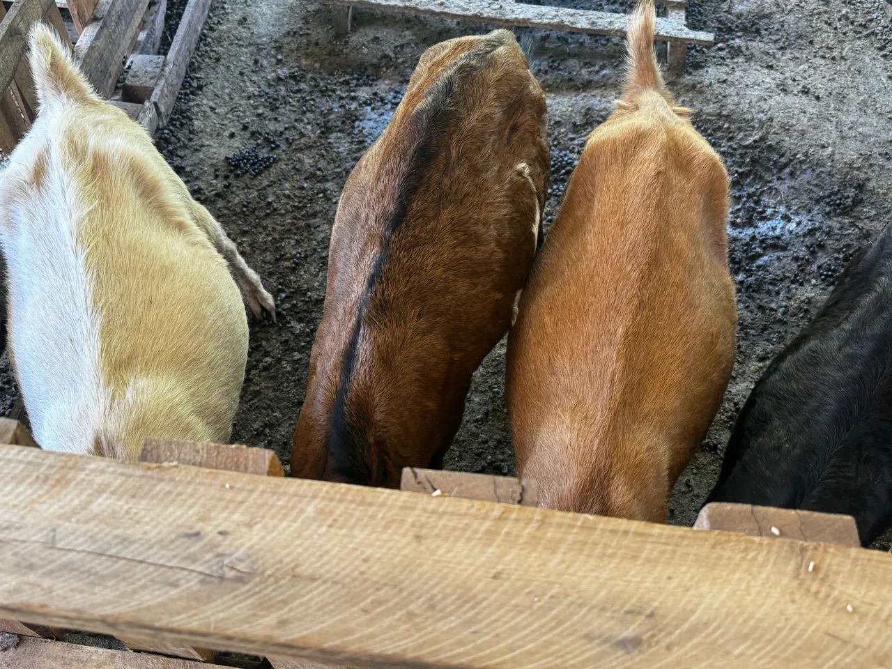 Cabras  - Foto 3