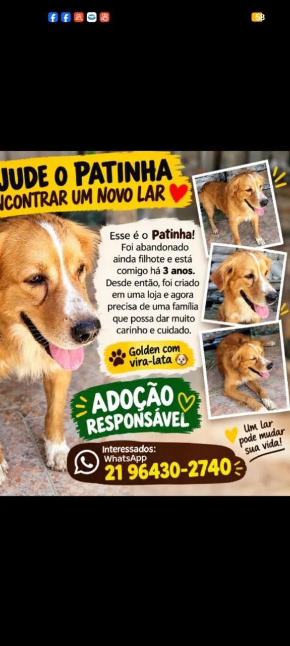 Cachorro 