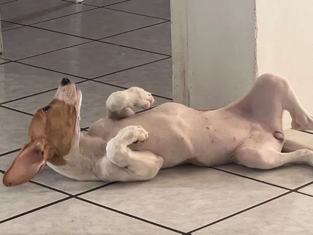 Cadela para doação  - Foto 3