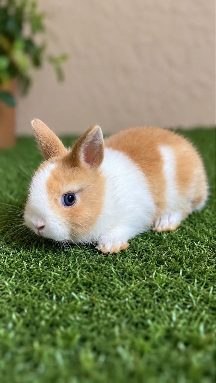 Coelhinhos mini lion e mini netherland  - Foto 4