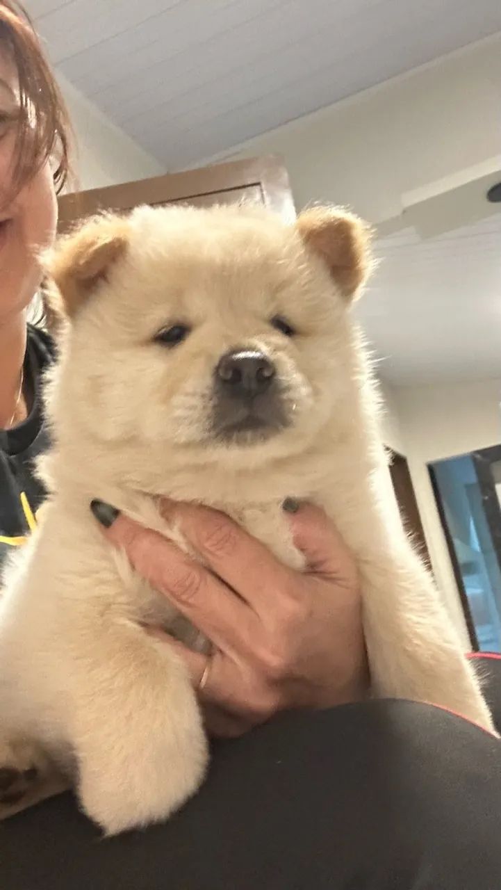 Pet - Foto 3