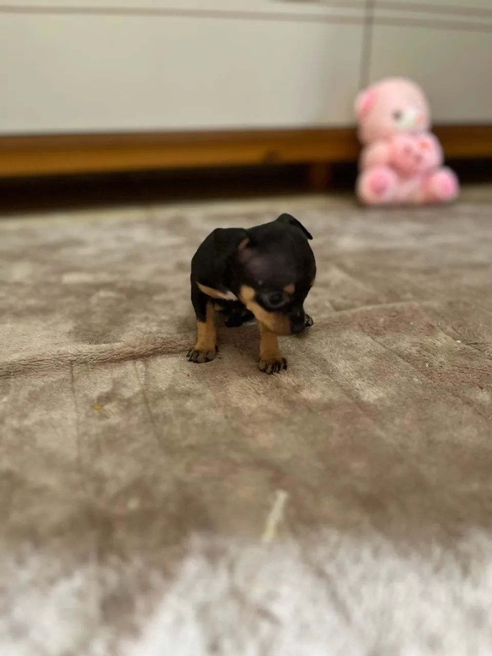 Pinscher  - Foto 3