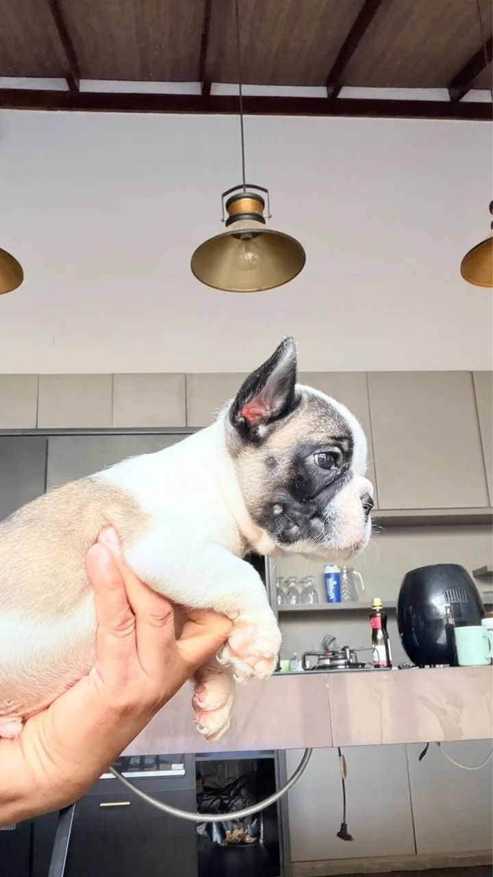 Cachorro  - Foto 2