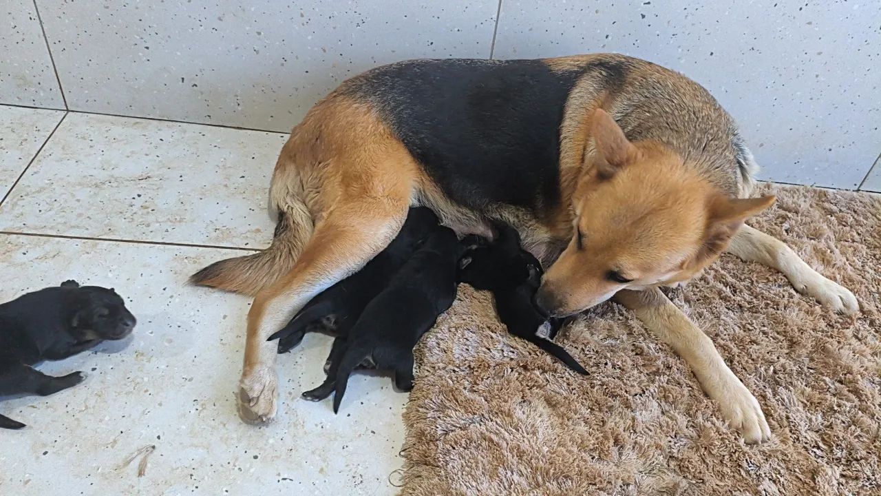 Cachorros pastor alemão 